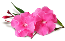 Apartmani Ferenčak, Vodice, Srima